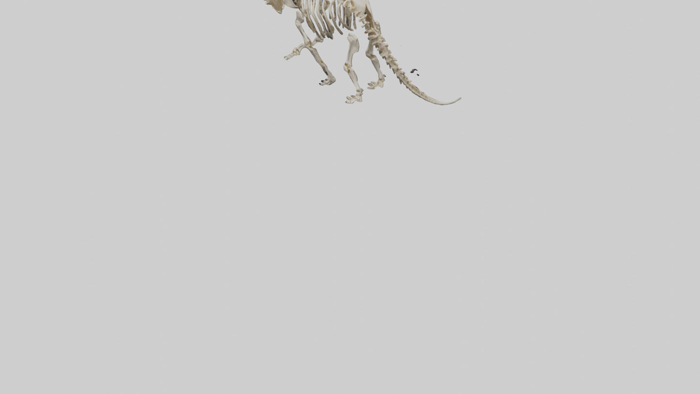 3D model Protoceratops Skeleton model VR / AR / low-poly