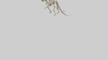 3D model Protoceratops Skeleton model VR / AR / low-poly