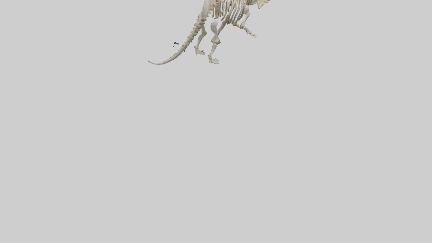 3D model Protoceratops Skeleton model VR / AR / low-poly