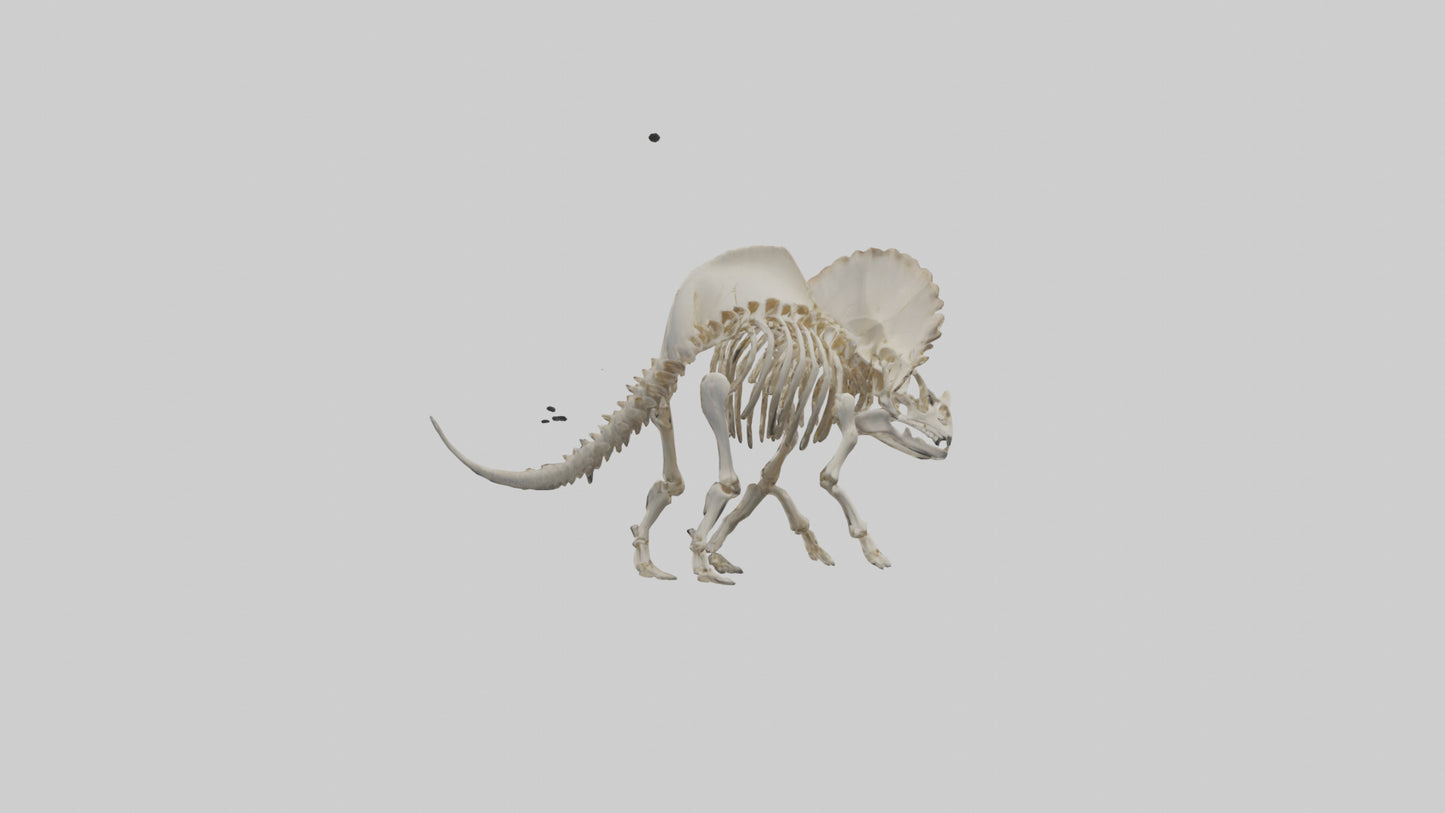 3D model Protoceratops Skeleton model VR / AR / low-poly