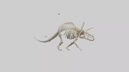3D model Protoceratops Skeleton model VR / AR / low-poly