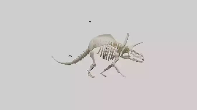 3D model Protoceratops Skeleton model VR / AR / low-poly