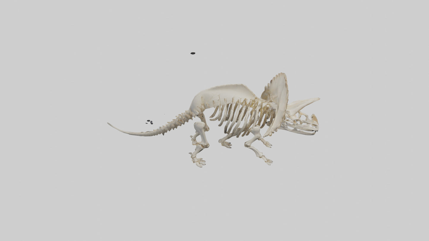 3D model Protoceratops Skeleton model VR / AR / low-poly