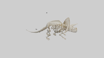 3D model Protoceratops Skeleton model VR / AR / low-poly