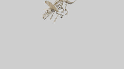 3D model Protoceratops Skeleton model VR / AR / low-poly