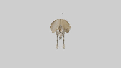 3D model Protoceratops Skeleton model VR / AR / low-poly