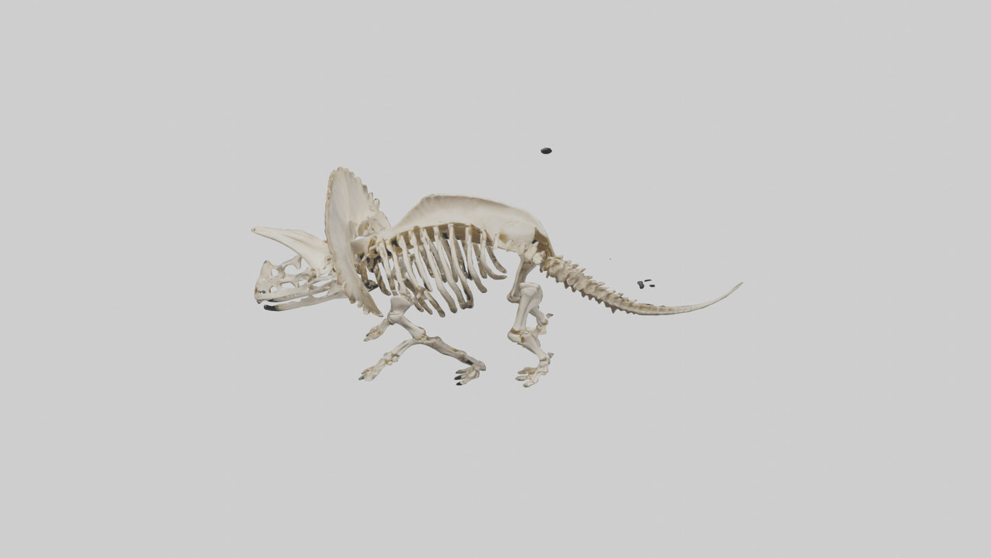 3D model Protoceratops Skeleton model VR / AR / low-poly