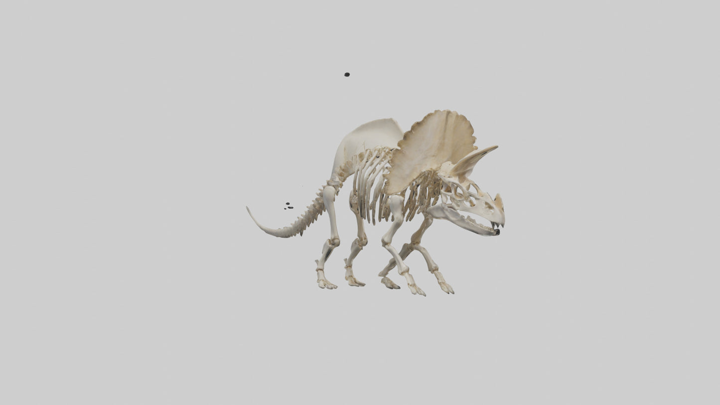 3D model Protoceratops Skeleton model VR / AR / low-poly