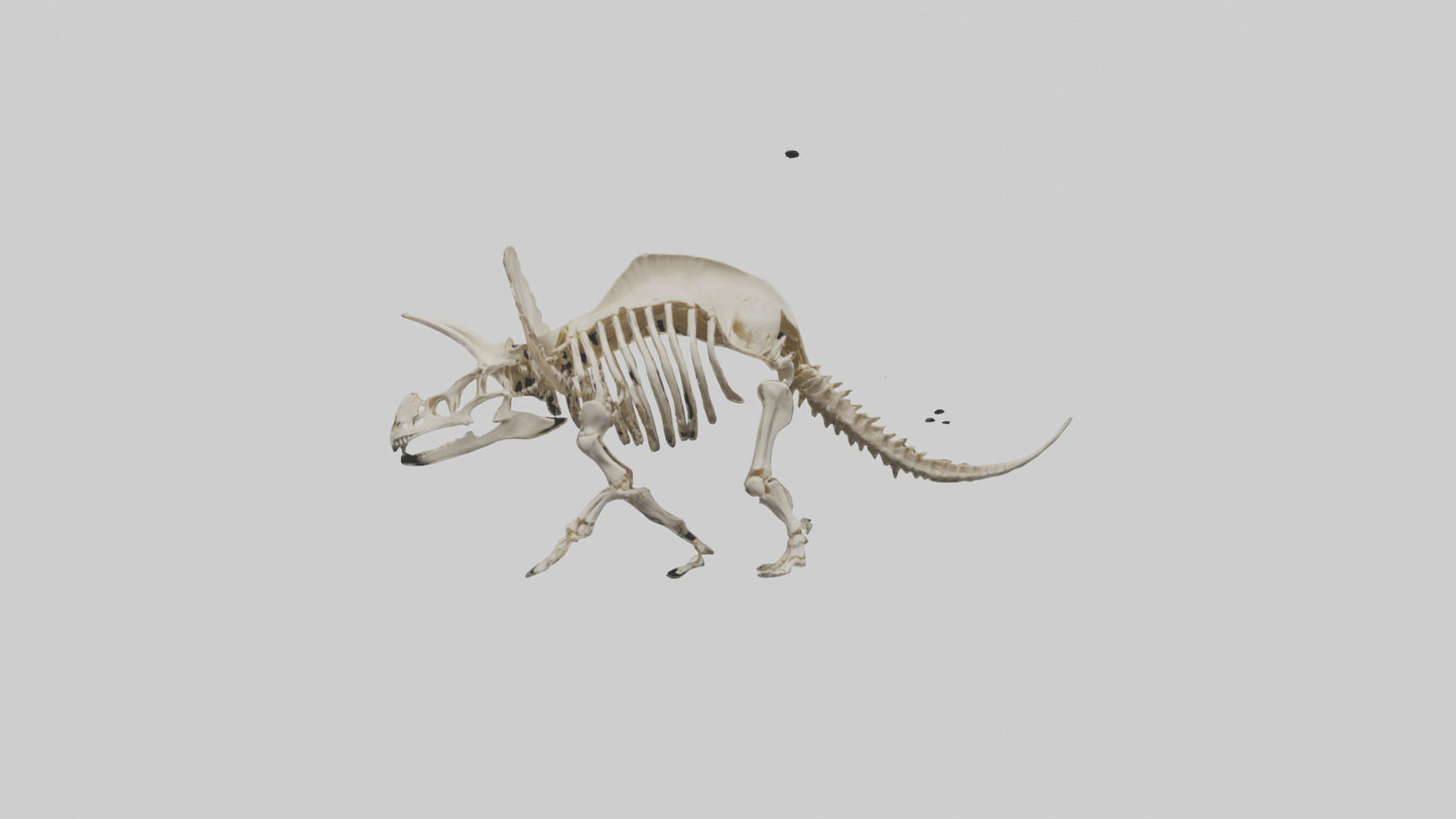 3D model Protoceratops Skeleton model VR / AR / low-poly