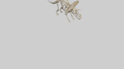 3D model Protoceratops Skeleton model VR / AR / low-poly