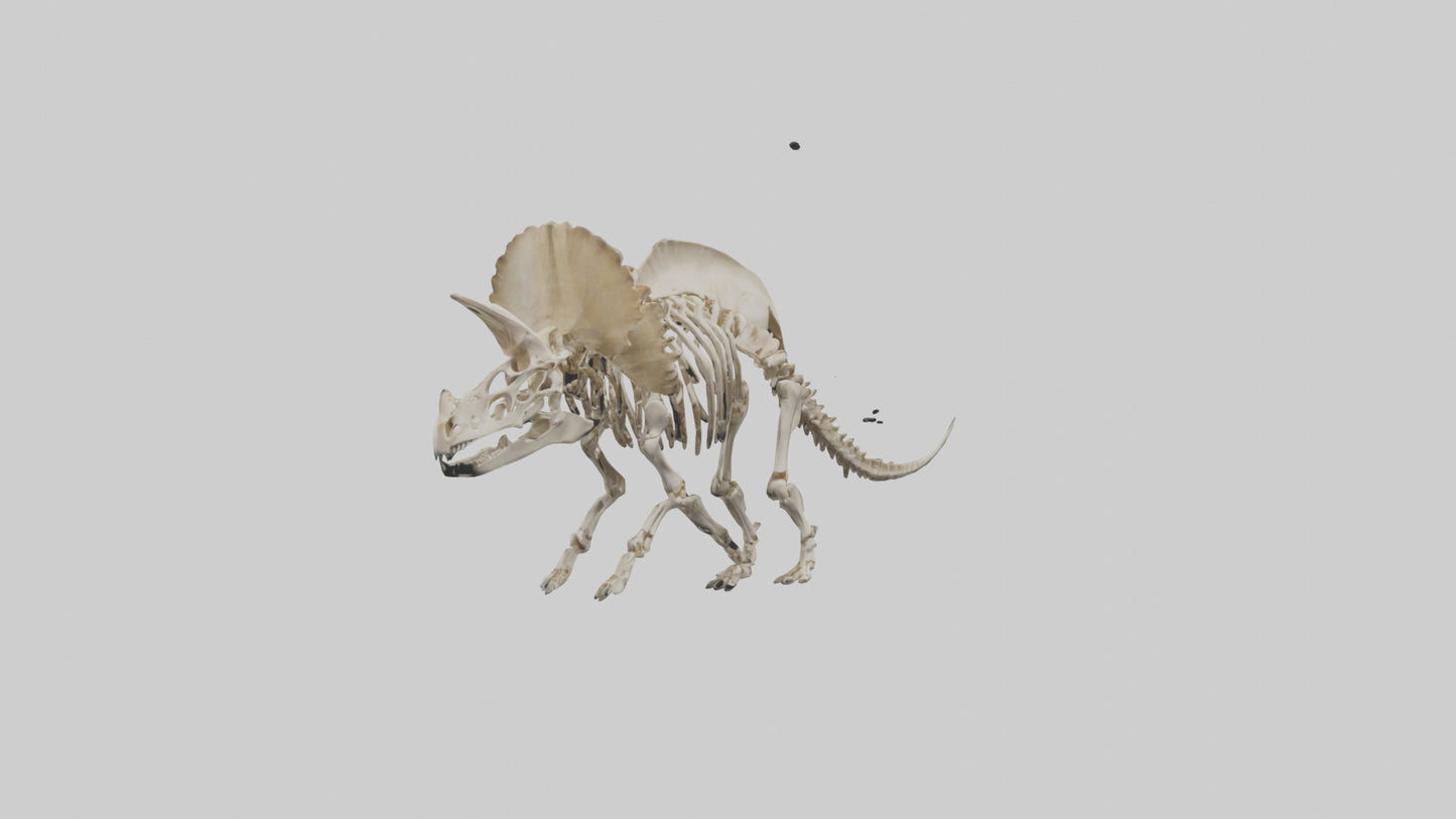 3D model Protoceratops Skeleton model VR / AR / low-poly