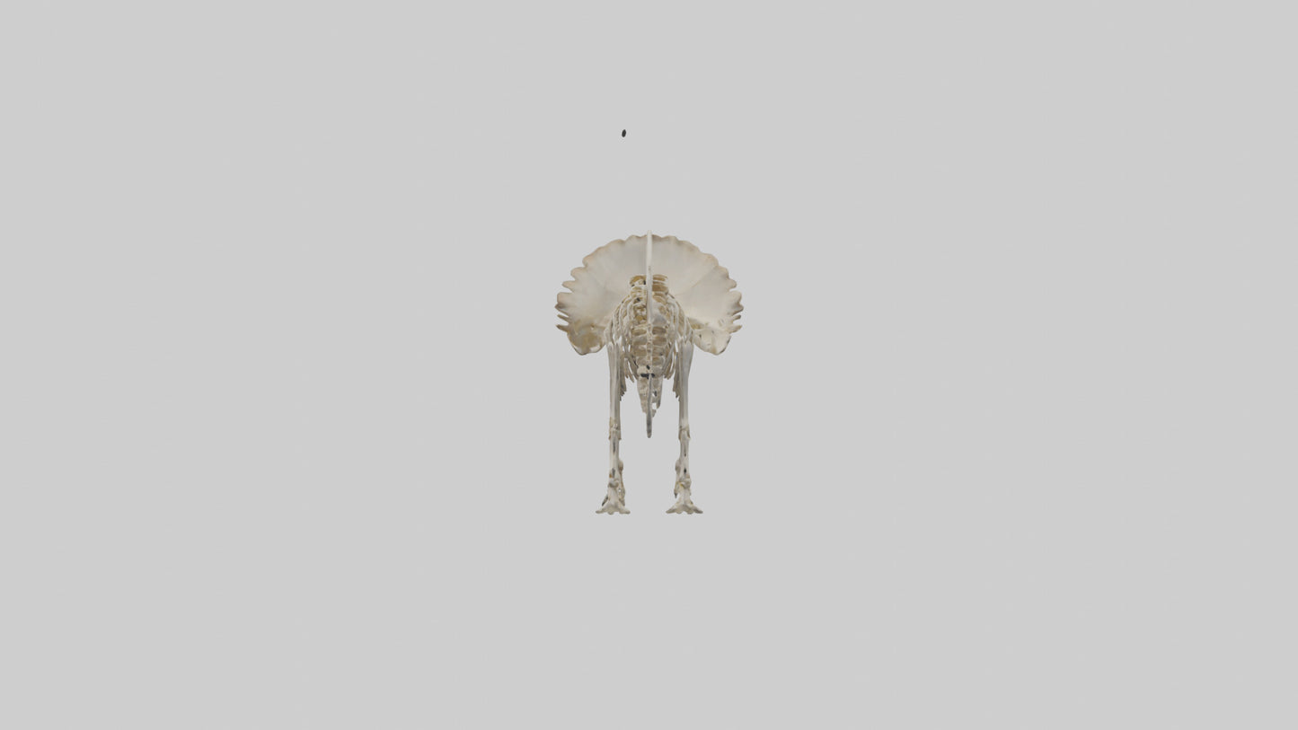 3D model Protoceratops Skeleton model VR / AR / low-poly