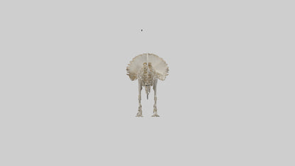 3D model Protoceratops Skeleton model VR / AR / low-poly