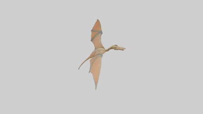 3D model Pteranodon model VR / AR / low-poly
