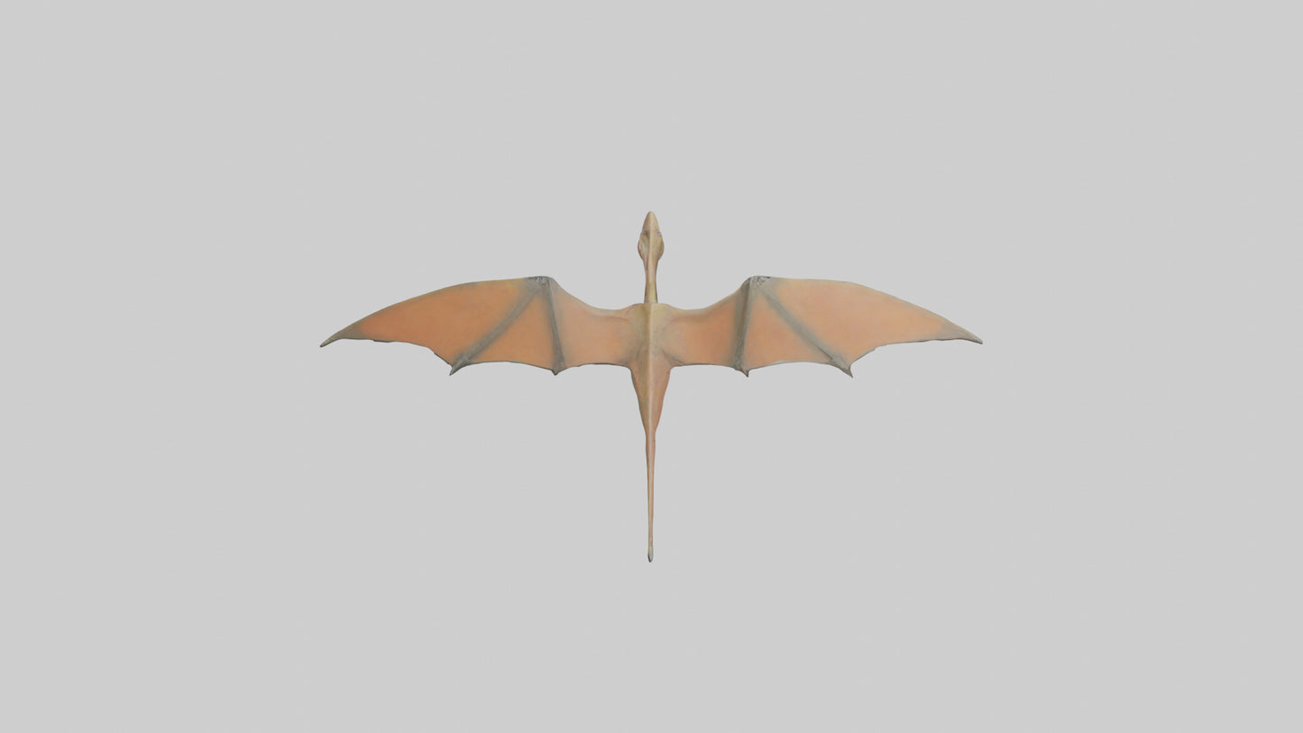 3D model Pteranodon model VR / AR / low-poly