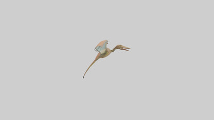 3D model Pteranodon model VR / AR / low-poly