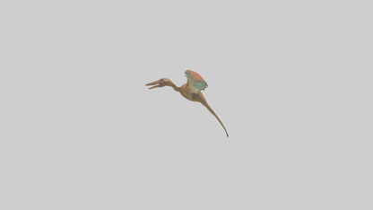 3D model Pteranodon model VR / AR / low-poly