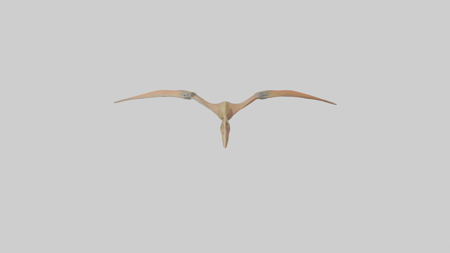3D model Pteranodon model VR / AR / low-poly