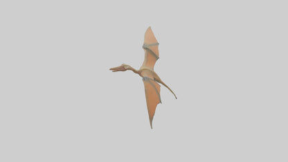 3D model Pteranodon model VR / AR / low-poly