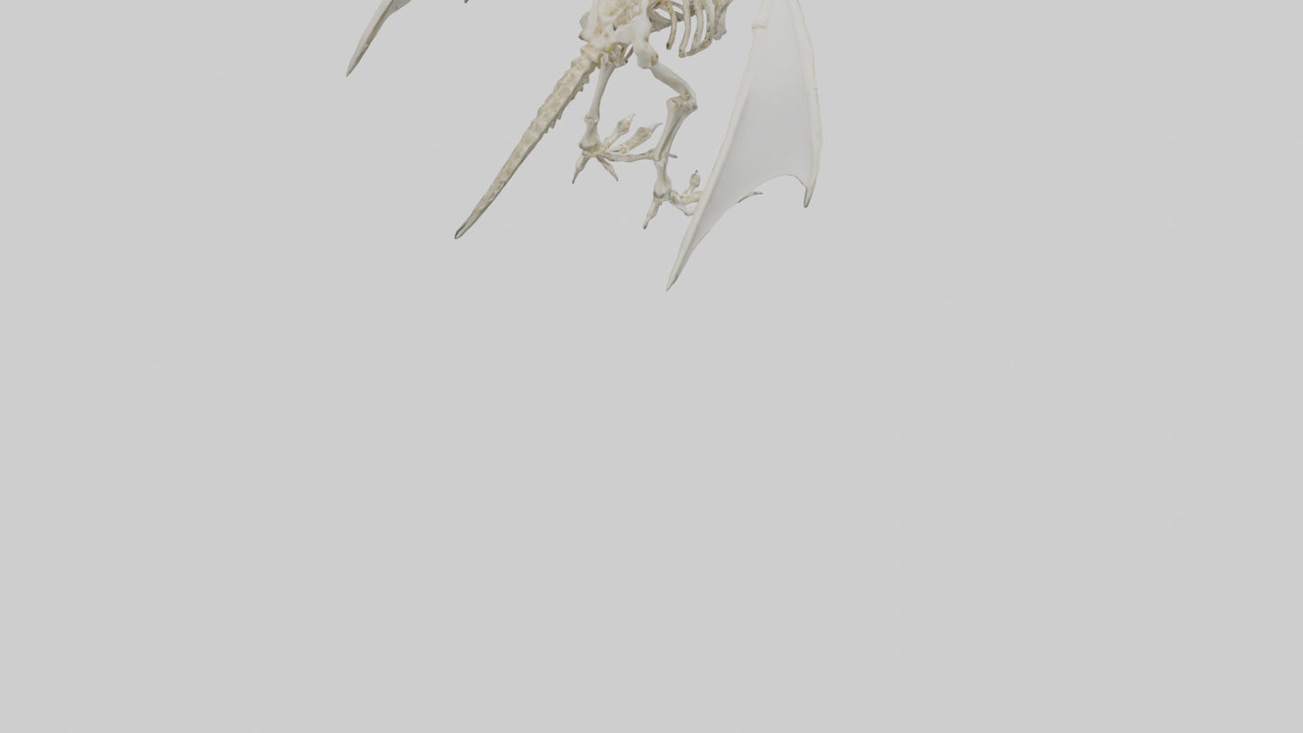 3D model Pterodactyl Skeleton model VR / AR / low-poly