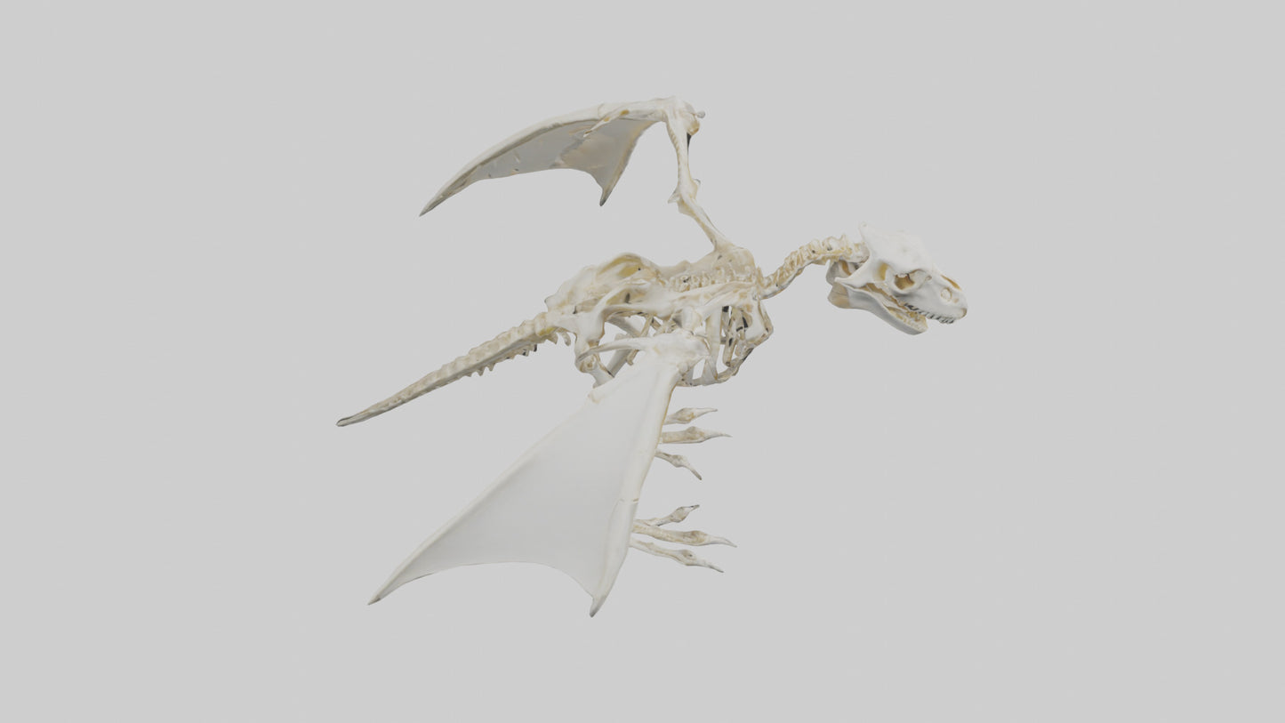 3D model Pterodactyl Skeleton model VR / AR / low-poly