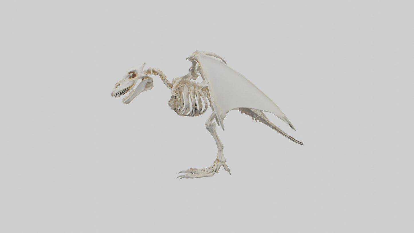 3D model Pterodactyl Skeleton model VR / AR / low-poly