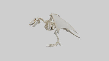 3D model Pterodactyl Skeleton model VR / AR / low-poly