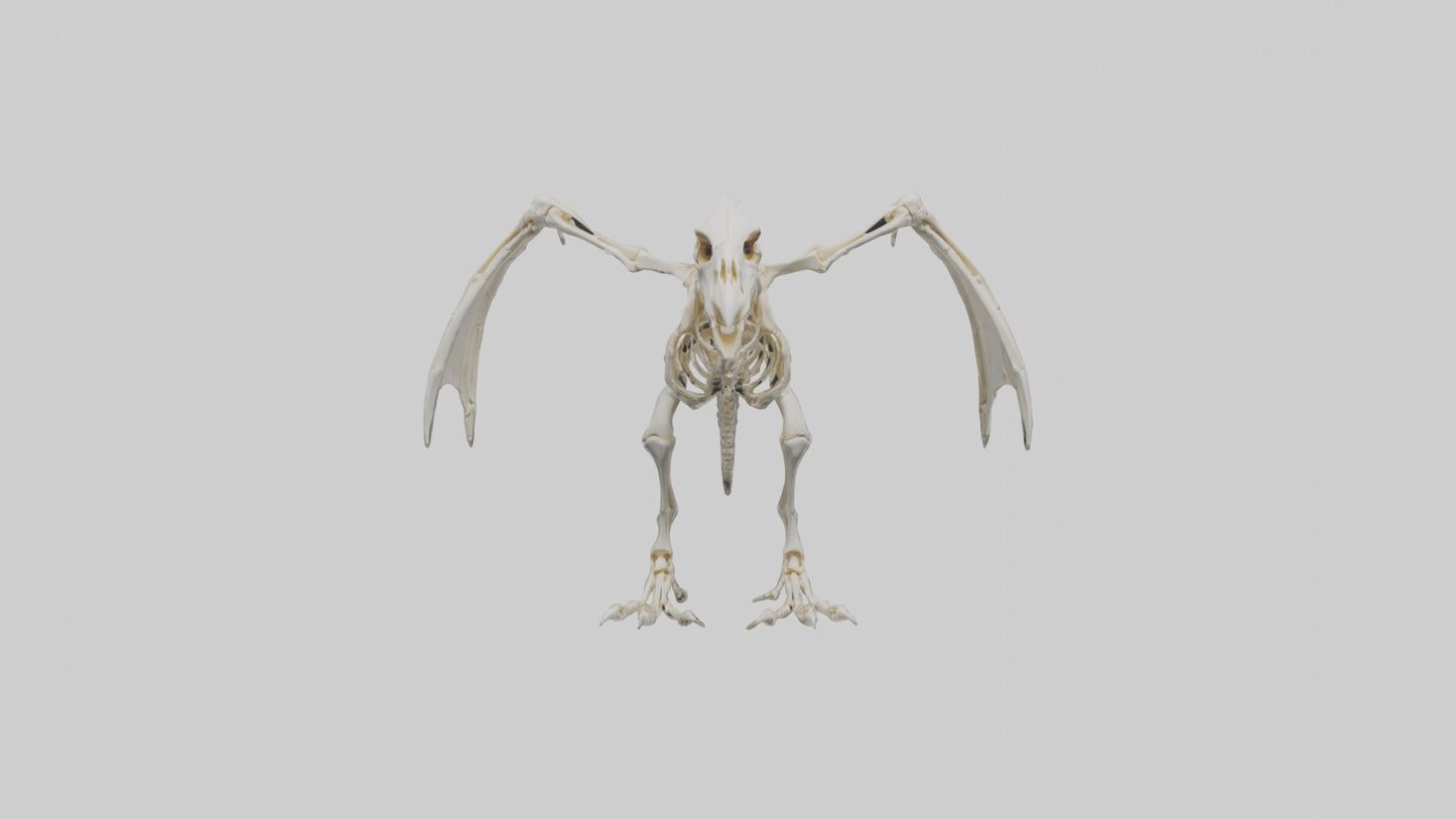 3D model Pterodactyl Skeleton model VR / AR / low-poly