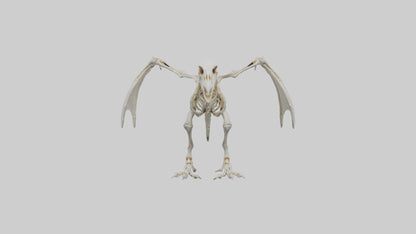 3D model Pterodactyl Skeleton model VR / AR / low-poly