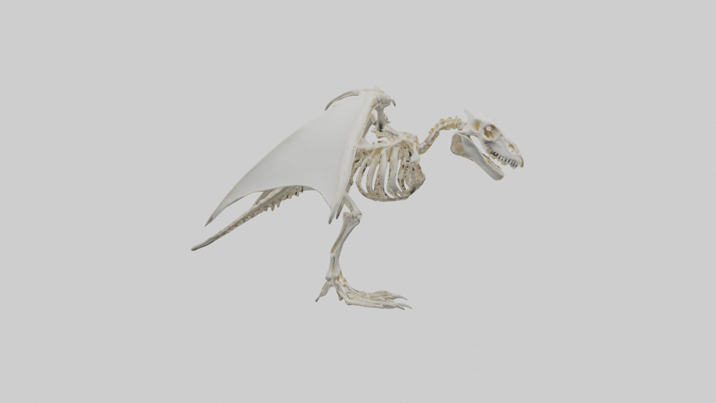 3D model Pterodactyl Skeleton model VR / AR / low-poly