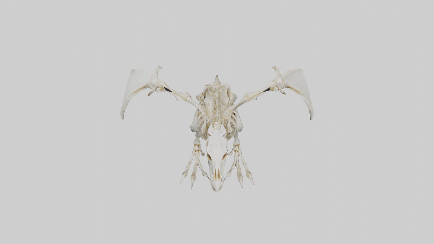 3D model Pterodactyl Skeleton model VR / AR / low-poly
