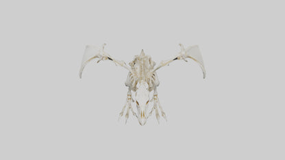 3D model Pterodactyl Skeleton model VR / AR / low-poly