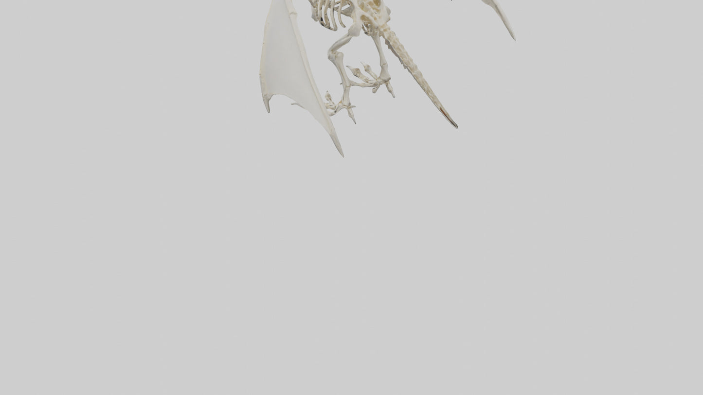 3D model Pterodactyl Skeleton model VR / AR / low-poly