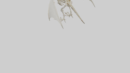 3D model Pterodactyl Skeleton model VR / AR / low-poly