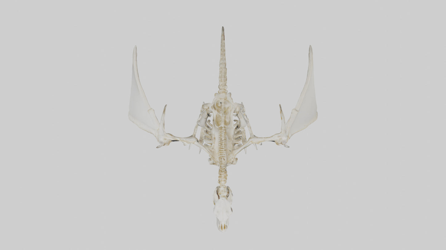 3D model Pterodactyl Skeleton model VR / AR / low-poly