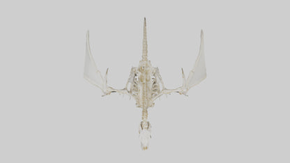 3D model Pterodactyl Skeleton model VR / AR / low-poly