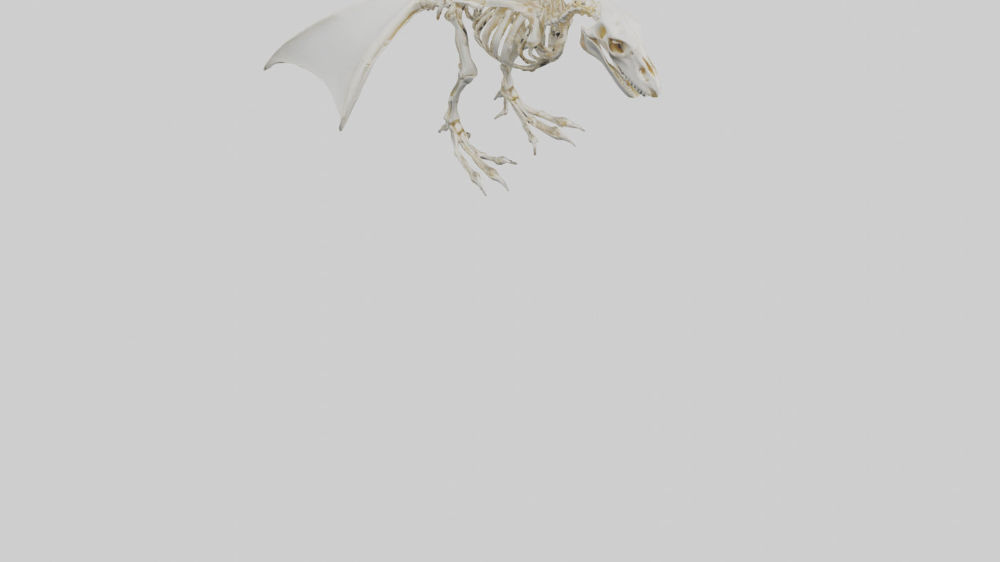 3D model Pterodactyl Skeleton model VR / AR / low-poly