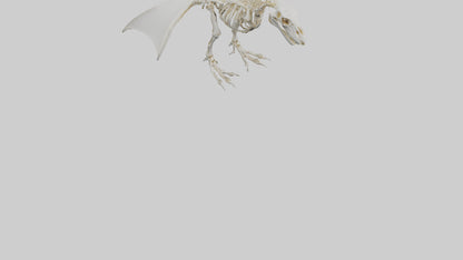 3D model Pterodactyl Skeleton model VR / AR / low-poly
