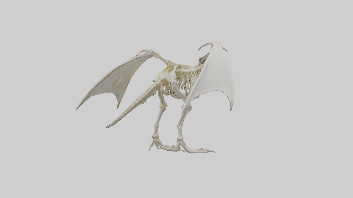 3D model Pterodactyl Skeleton model VR / AR / low-poly