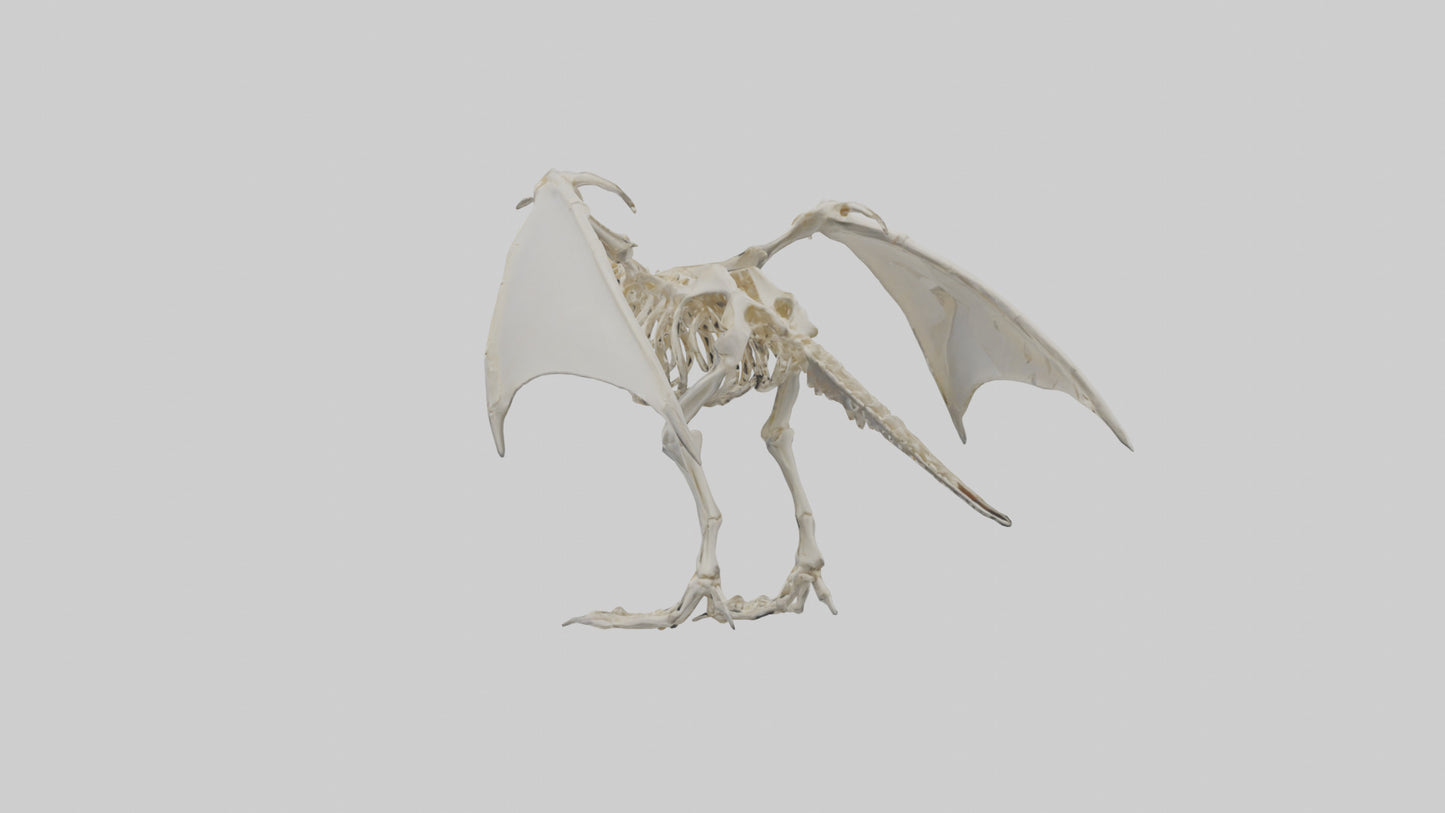 3D model Pterodactyl Skeleton model VR / AR / low-poly