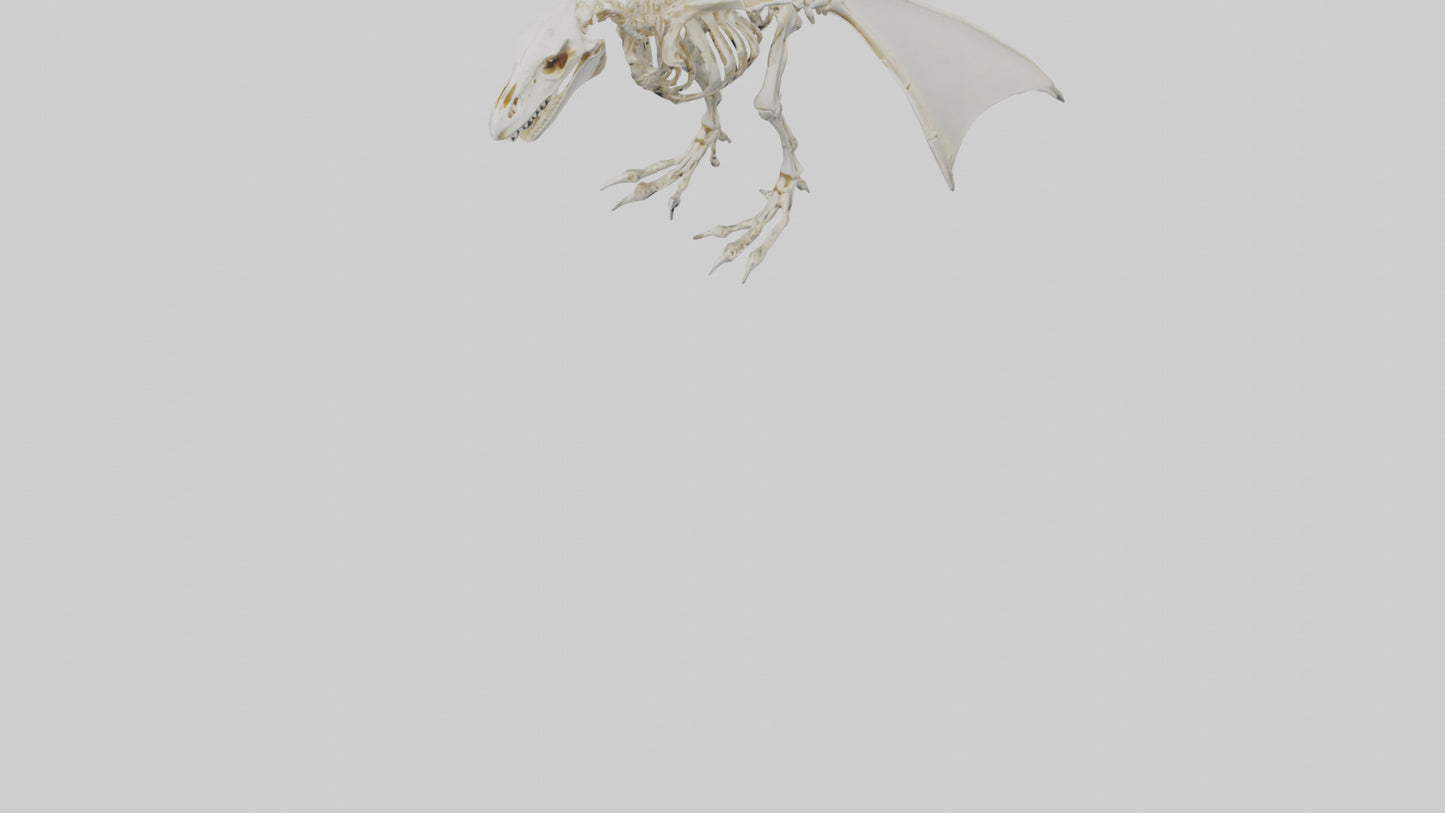 3D model Pterodactyl Skeleton model VR / AR / low-poly
