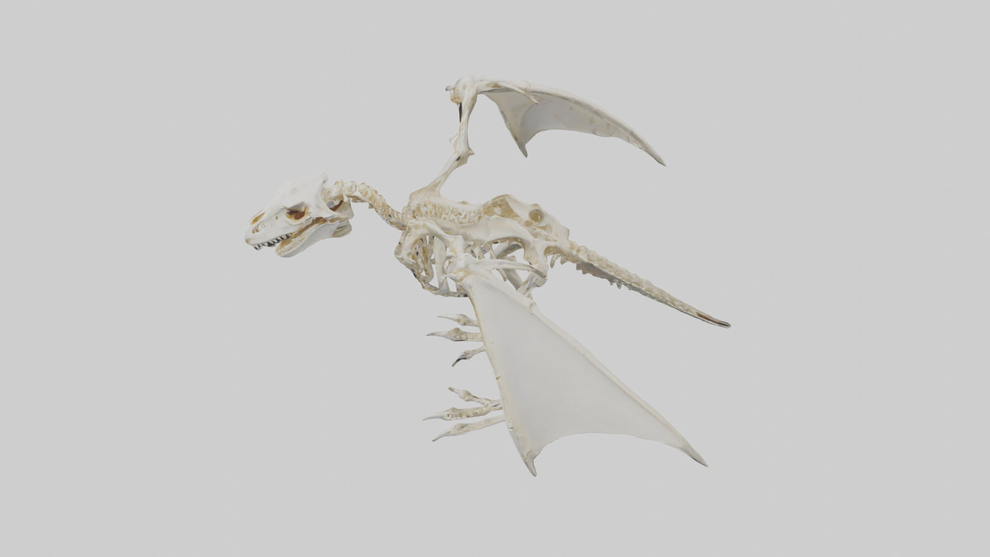 3D model Pterodactyl Skeleton model VR / AR / low-poly