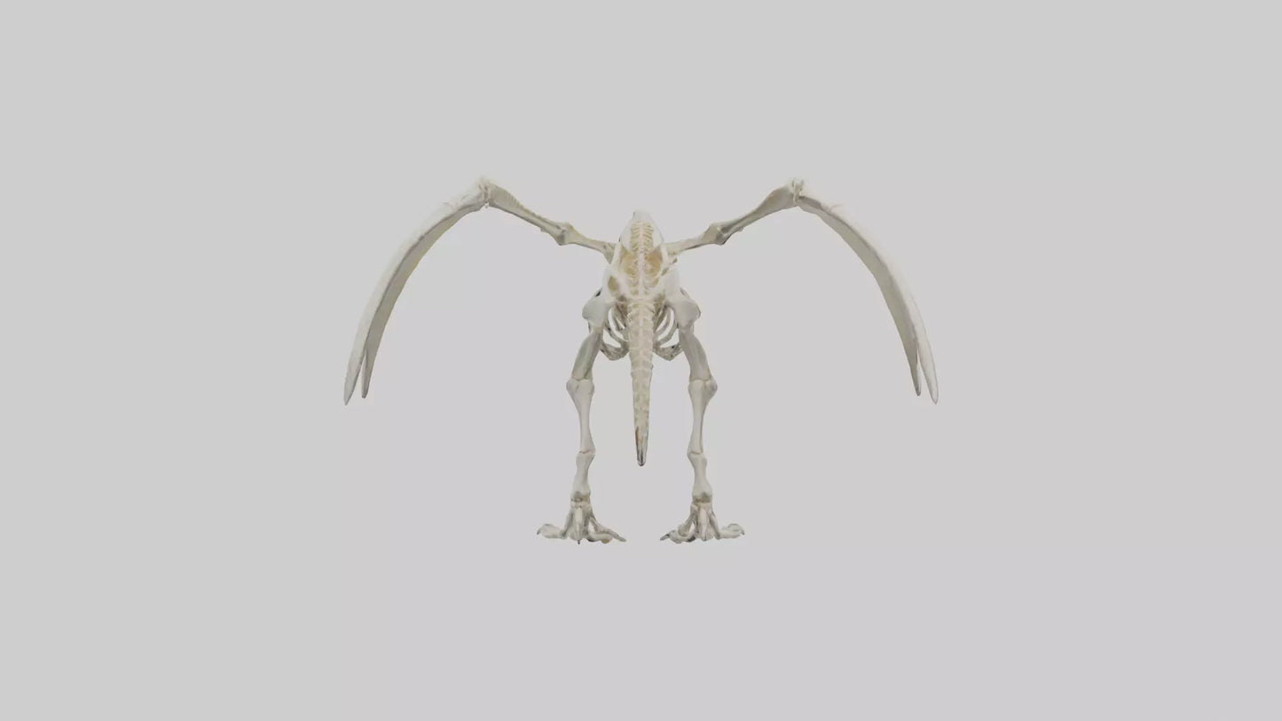 3D model Pterodactyl Skeleton model VR / AR / low-poly