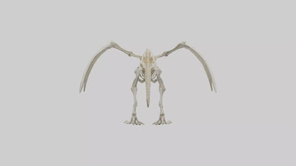 3D model Pterodactyl Skeleton model VR / AR / low-poly