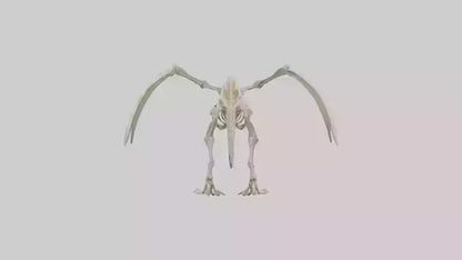 3D model Pterodactyl Skeleton model VR / AR / low-poly