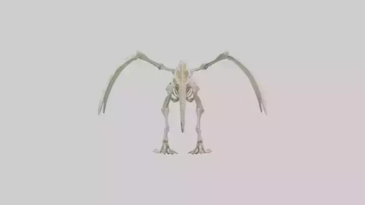 3D model Pterodactyl Skeleton model VR / AR / low-poly