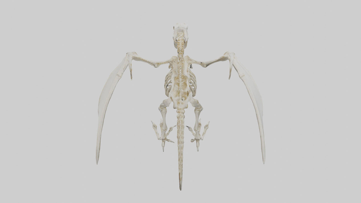 3D model Pterodactyl Skeleton model VR / AR / low-poly