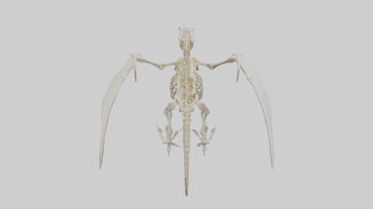 3D model Pterodactyl Skeleton model VR / AR / low-poly