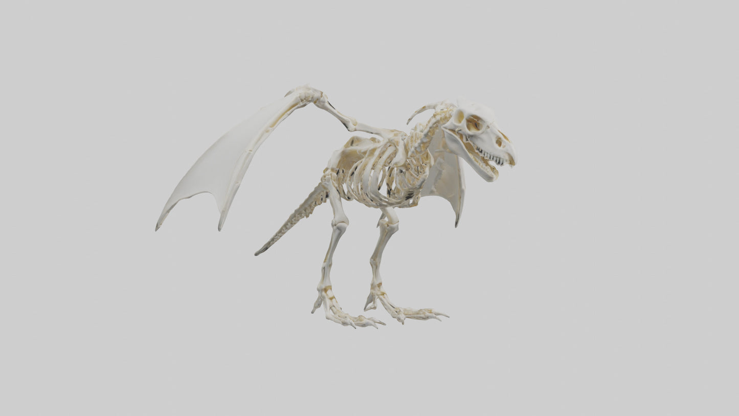 3D model Pterodactyl Skeleton model VR / AR / low-poly