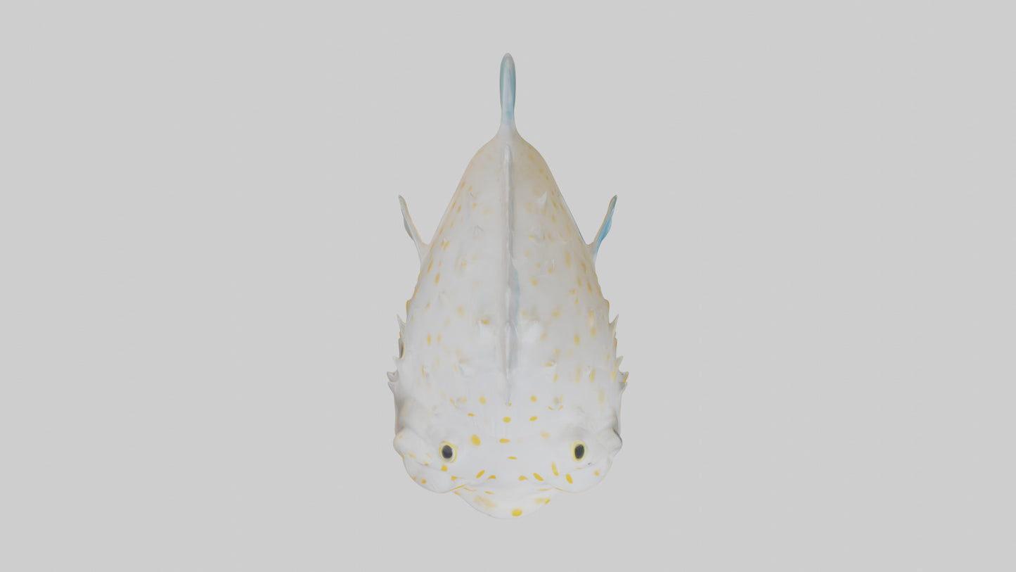 3D model Pufferfish inflated model VR / AR / low-poly